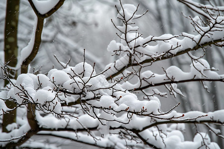 树枝上挂满了雪图片
