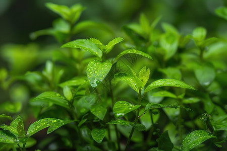 植物叶上垂着水珠图片