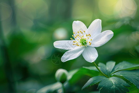 绿植上盛开的白色小花图片