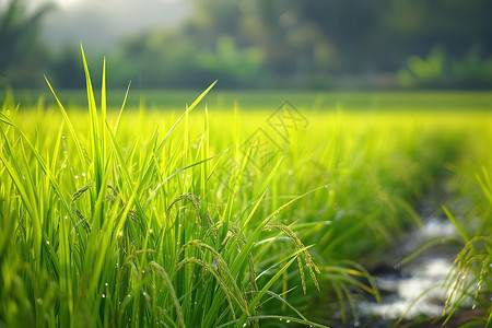 翠绿稻谷背景图片