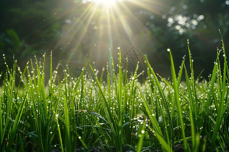 阳光透过水滴洒在绿油油的小麦上图片