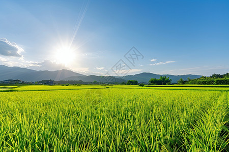 整齐的小麦田图片