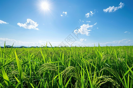 明亮的阳光洒在一片碧绿的田野上图片