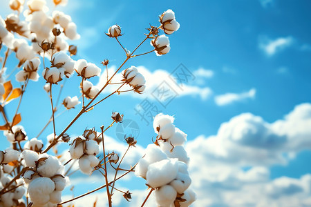 清新蓝天下的棉花植株图片