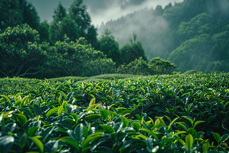 迷雾中的茶园图片