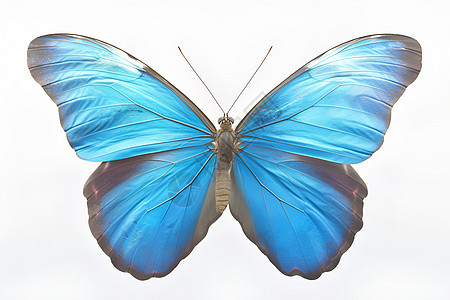 蓝色蝴蝶翅膀展开图片