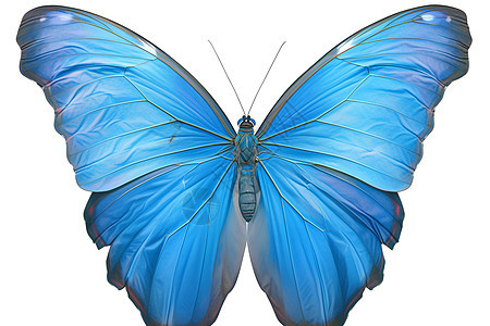 清新白底下盛放的蓝色蝴蝶图片