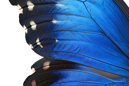 蓝色蝴蝶翅膀图片