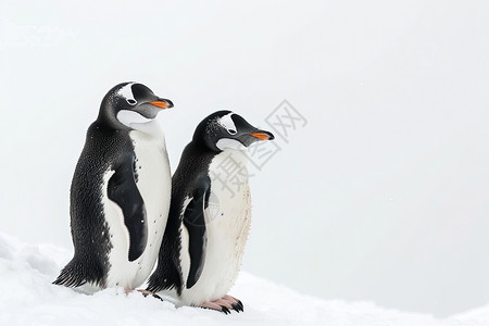 雪山上的企鹅图片