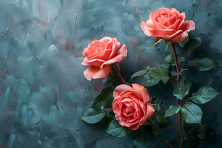 墙边盛开的玫瑰花图片