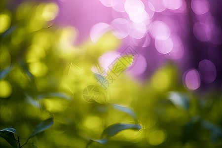 清新绿植朦胧光影图片