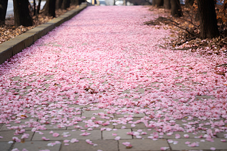 樱花落在地上图片