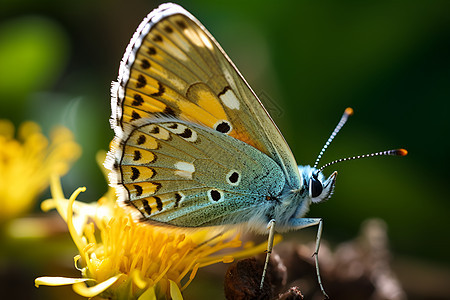 蝴蝶依偎在黄花上图片