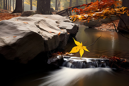 溪流上的落叶图片