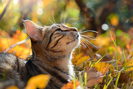 猫咪倒卧在草地上图片