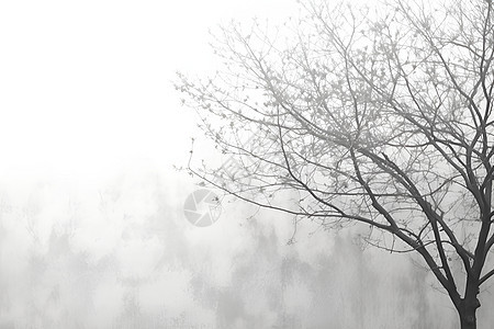 雾中的一棵树图片