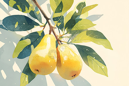 成熟的梨子的插画图片