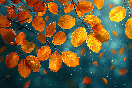 秋雨中落叶上的水滴图片