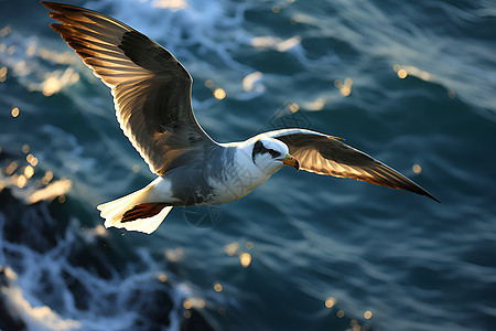 大海上翱翔的海鸥图片