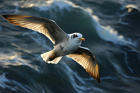 海浪中飞行的海鸥图片