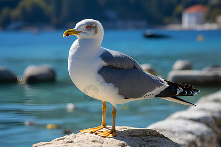 海岸边站立的海鸥图片