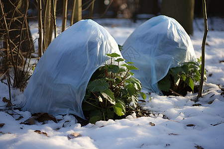 冬季塑料包裹的植物图片