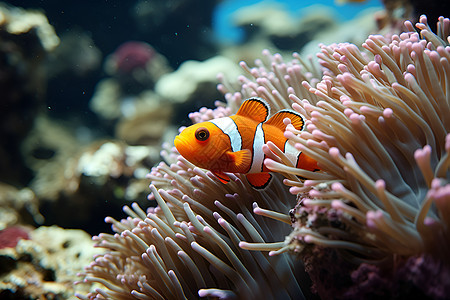 珊瑚海底的小丑鱼图片