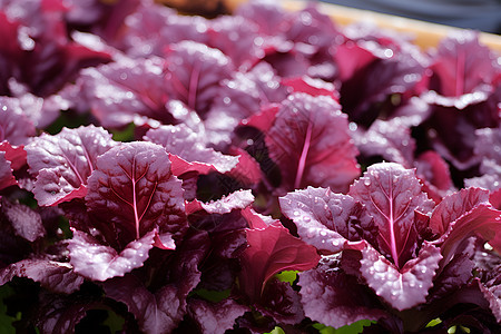 种植的紫色蔬菜图片