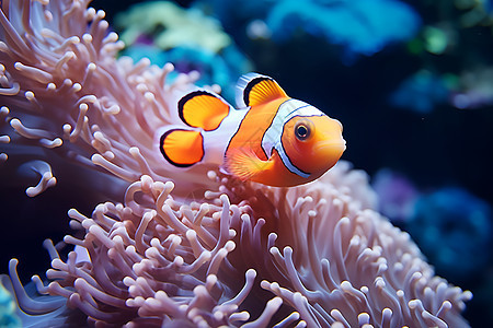 海底的小丑鱼图片