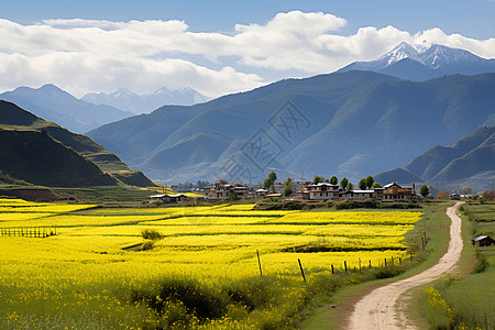 田野间的道路图片