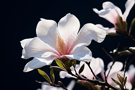 春天中的白色花朵图片