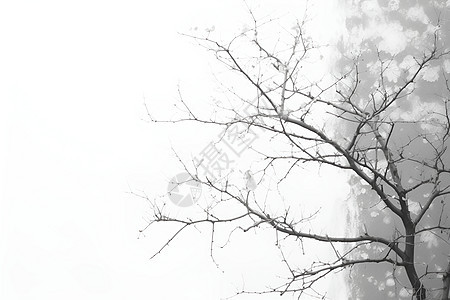 雾气和大树图片