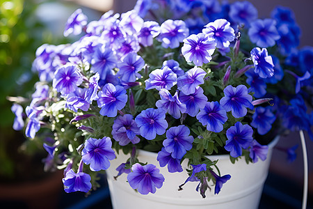 紫色花朵的的盆栽图片