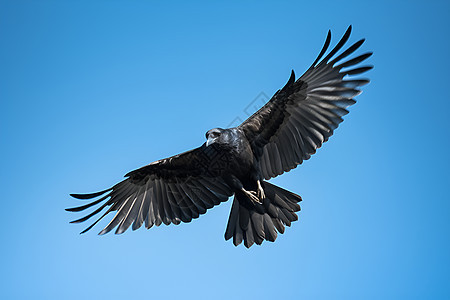 空中盘旋的乌鸦图片