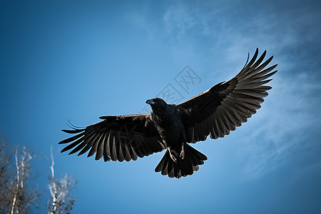 展翅的乌鸦图片