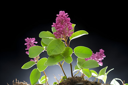 盛开的紫色小花图片
