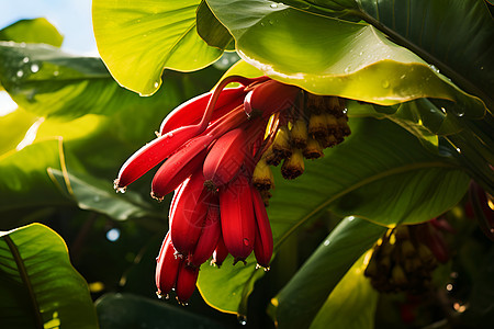 种植的香蕉树图片