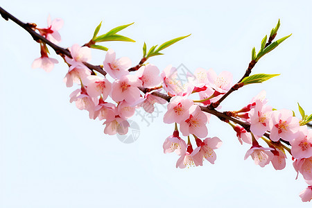 春天里的粉色花朵图片
