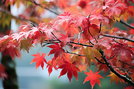 秋天的赤红枫叶图片