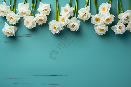 美丽的白色小花朵图片