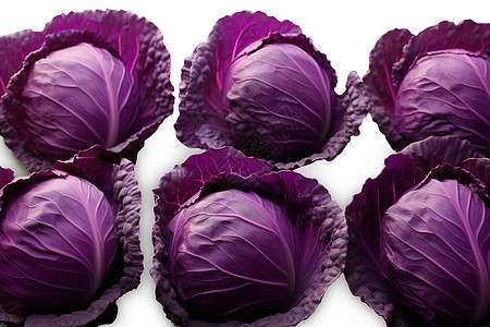 紫色的卷心菜图片