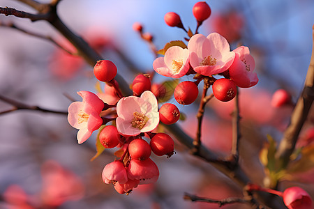 春天的花枝簇簇图片