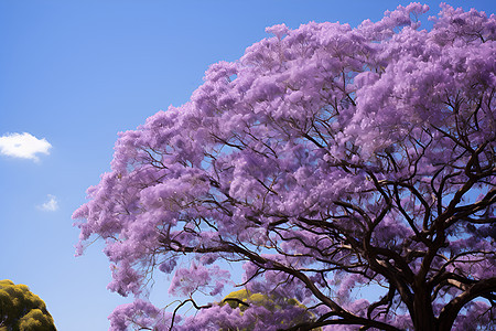 紫色植物的美景图片
