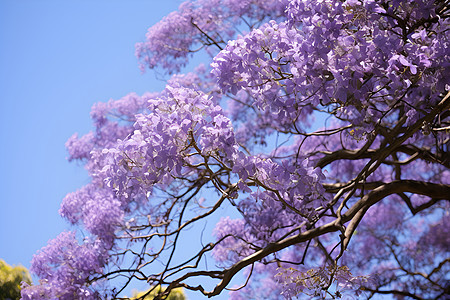 紫色的花卉世界图片