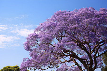 紫色花海下的美景图片