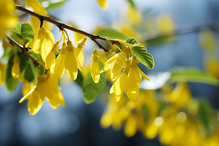 春天的金色绽放的花朵图片