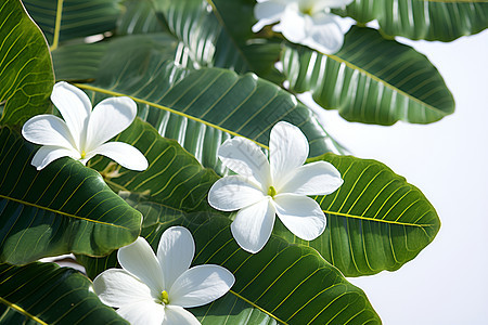 白色花朵和绿叶图片