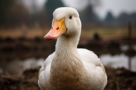 白鸭栖息在湿地图片
