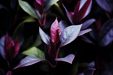 紫色叶片的植物图片