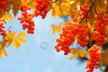 丰收的果实在秋日图片